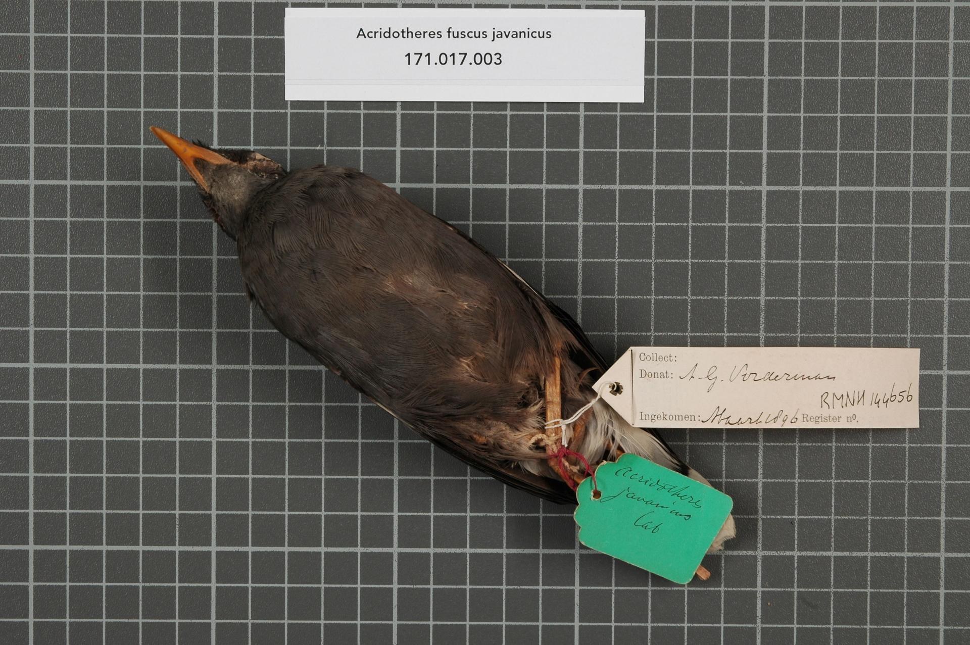 Toter Vogel mit der Bezeichnung "Acridotheres fuscus javanicus" auf einem Tisch mit zwei Textpapieren daneben.