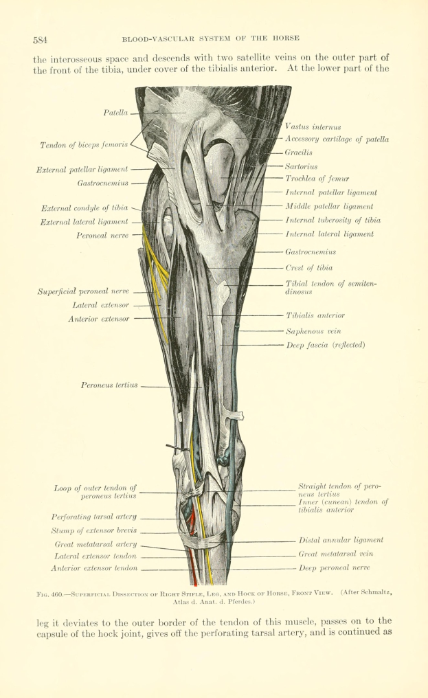 Diagramm des Schien- und Wadenbeins mit Textbeschreibung der Knie-Muskeln und -Bänder auf altem Papier.