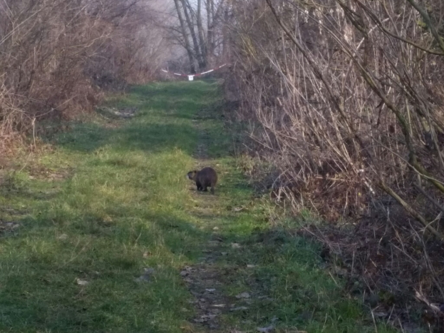 Ein Bär, der einen bewaldeten Pfad entlanggeht, mit Bäumen und Gras auf beiden Seiten und dem Himmel im Hintergrund.