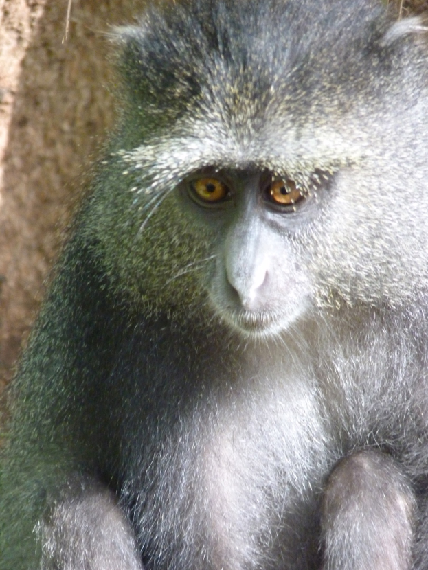 Ein Vervet-Affe mit grauer Fellfarbe und einem weißen Gesicht sitzt aufmerksam auf einem Felsen, die Hände gefaltet, und schaut in die Ferne mit einer Wand im Hintergrund.