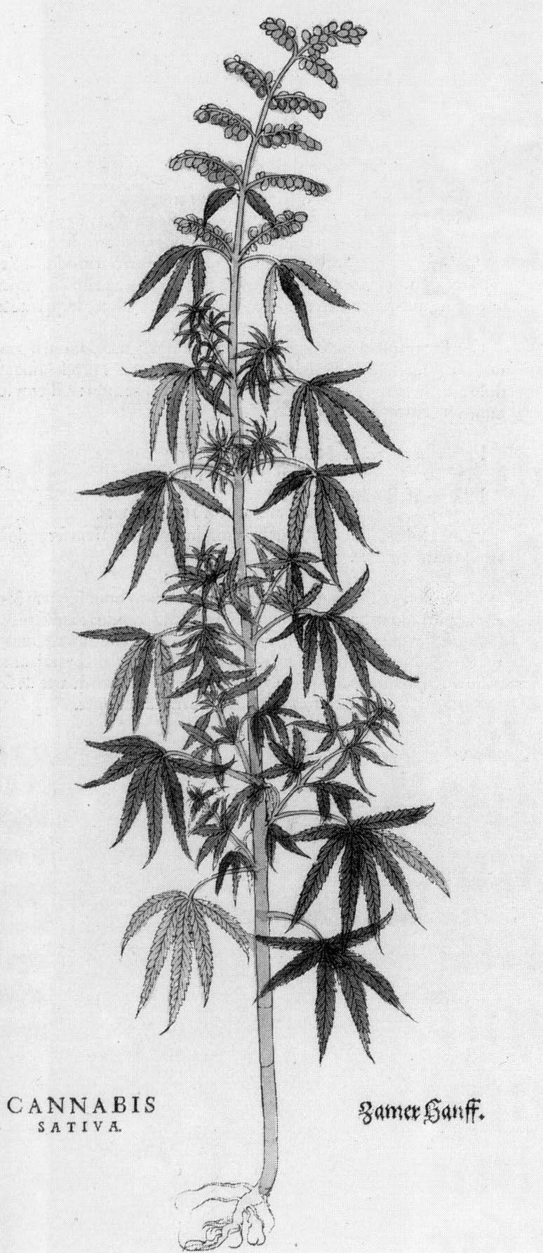 Drei Männer wegen Cannabis-Anbau festgenommen