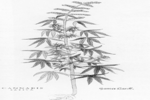 Drei Männer wegen Cannabis-Anbau festgenommen
