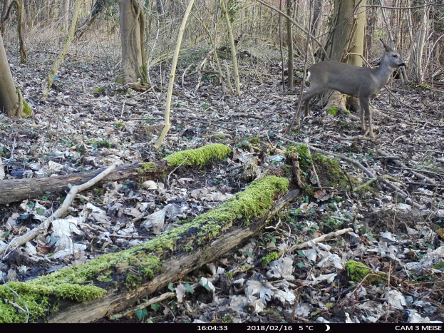 Ein Reh, das in einem bewaldeten Gebiet neben einem umgestürzten Baum steht, mit trockenen Blättern und Gras auf dem Boden, umgeben von Bäumen im Hintergrund.