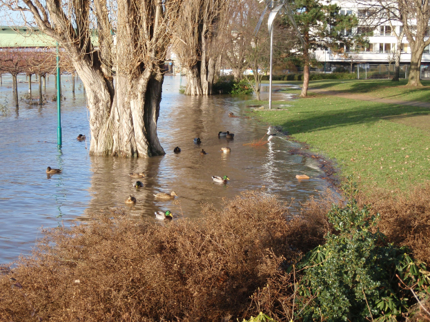 Ein überfluteter Park mit Enten im Wasser, umgeben von Gras, Pflanzen, Bäumen, Pfählen und Gebäuden mit Fenstern im Hintergrund unter einem klaren Himmel.