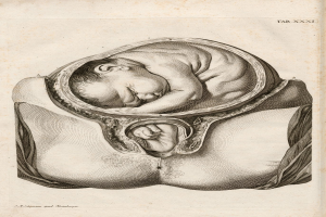 Gravur eines Fötus, der friedlich im Mutterleib schläft, mit Text oben und unten auf dem Papier.