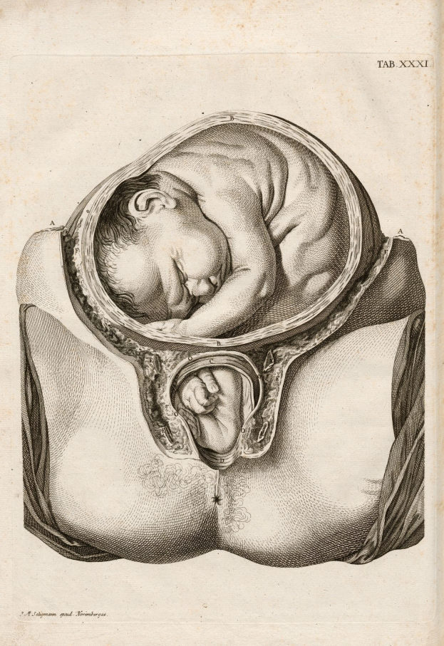 Gravur eines Fötus, der friedlich im Mutterleib schläft, mit Text oben und unten auf dem Papier.