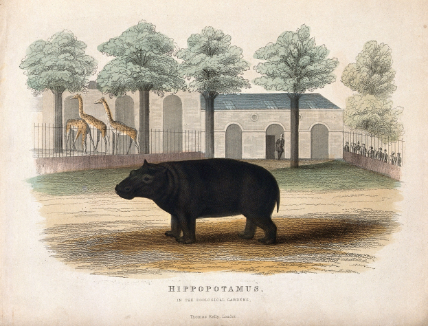 Ein Hippopotamus in einem Zoo-Gehäuse mit Bäumen, einem Zaun, einem Gebäude und ein paar Menschen im Hintergrund, mit Text am unteren Rand des Bildes.