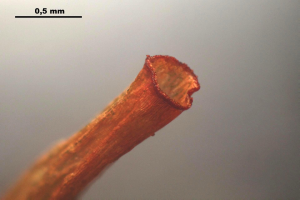 Ein Nahaufnahme eines kupferfarbenen Kabels mit einem kleinen, deutlich sichtbaren Loch darin, mit Text oben im Bild.