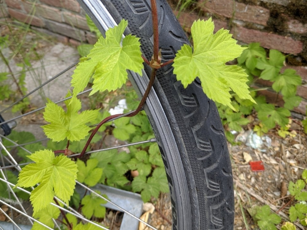 Nahaufnahme eines Fahrradreifens mit grünen Blättern darauf, umgeben von Pflanzen und einer Backsteinmauer im Hintergrund.