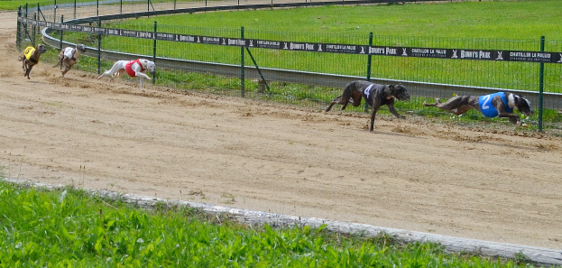 Windhunde rennen auf einer von einem Zaun umgebenen Schotterbahn mit Bannern.