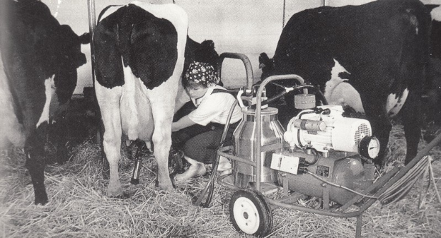 Ein Schwarz-Weiß-Foto einer Frau, die eine Kuh auf einem Hof melkt, umgeben von Gras und einem Wagen mit Rädern und einer Wand im Hintergrund.
