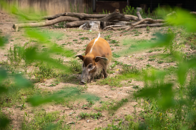 Wildschwein im Dreck neben einem Zaun mit Gras, Pflanzen, Holzstämmen und einer Wand im Hintergrund, mit Text unten.